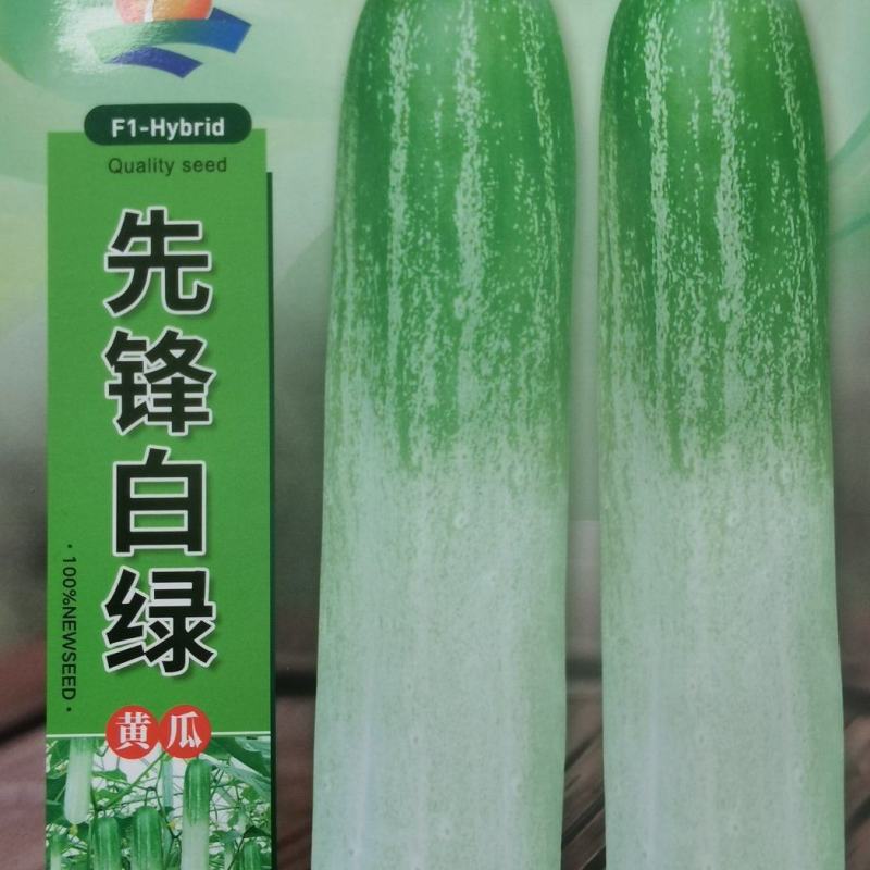 水果黄瓜种子先锋白绿