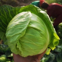 【推荐】湖北奥奇娜甘蓝一手货源供应市场商超电商量大价优