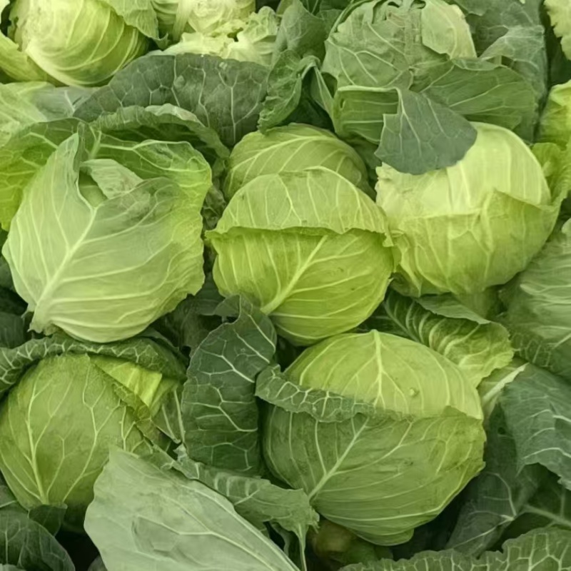 【推荐】湖北奥奇娜甘蓝一手货源供应市场商超电商量大价优