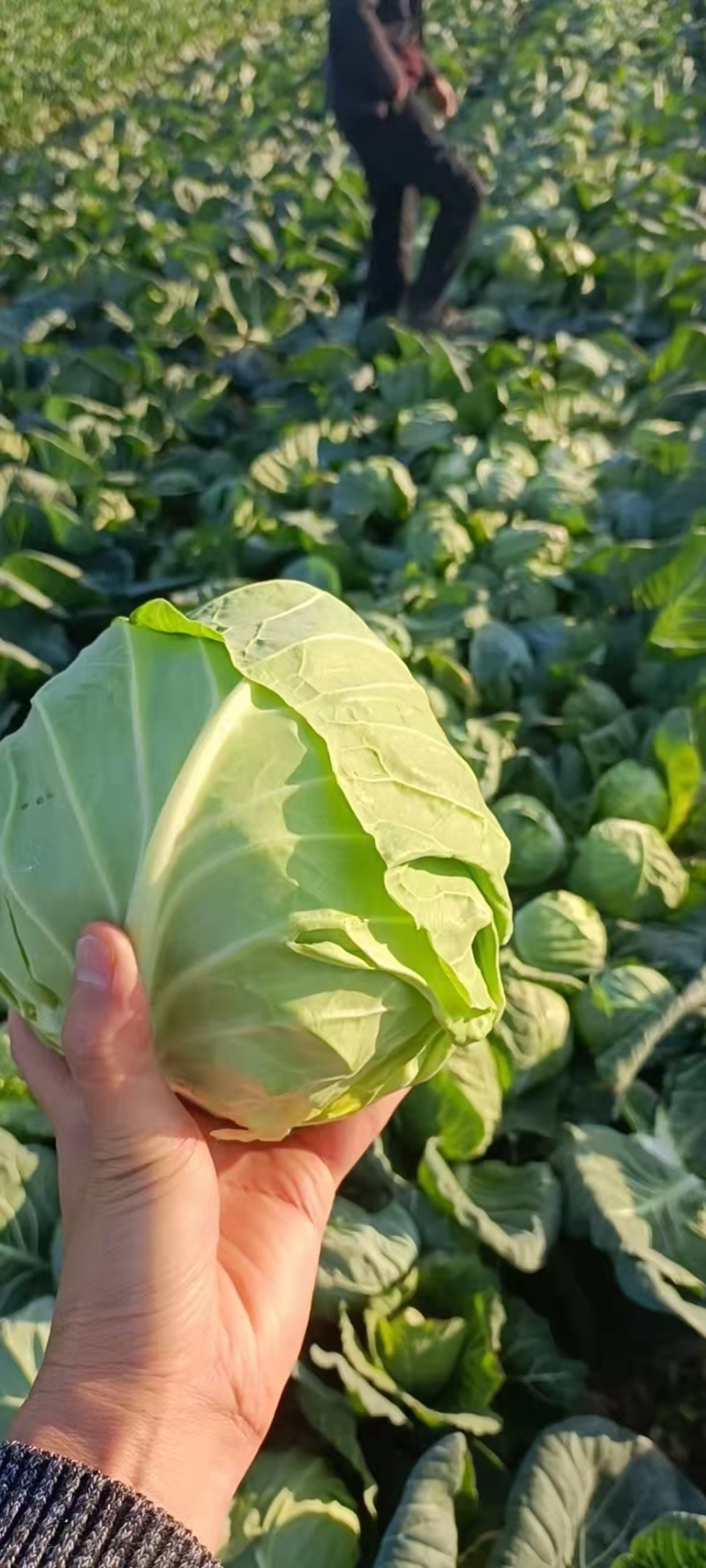 【推荐】湖北奥奇娜甘蓝一手货源供应市场商超电商量大价优