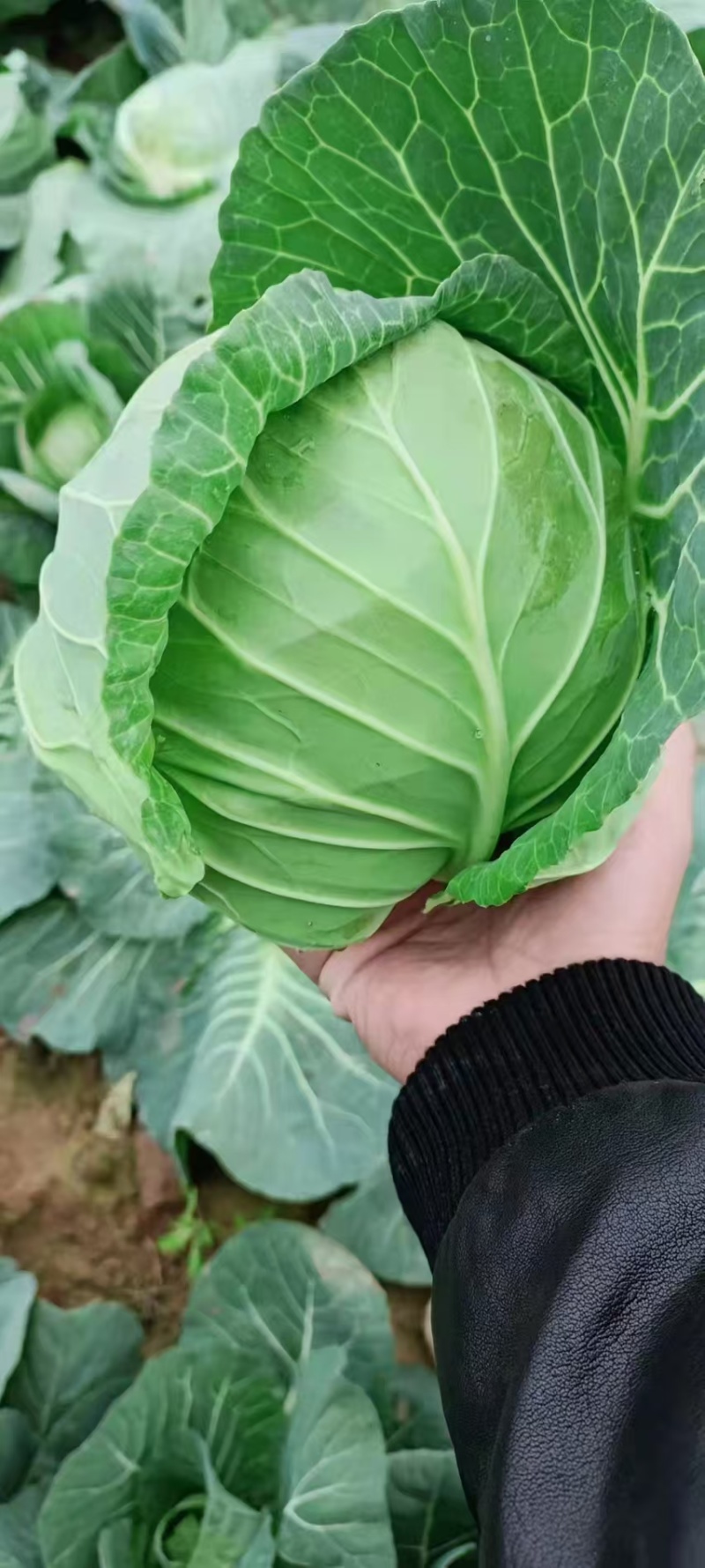 【推荐】湖北奥奇娜甘蓝一手货源供应市场商超电商量大价优
