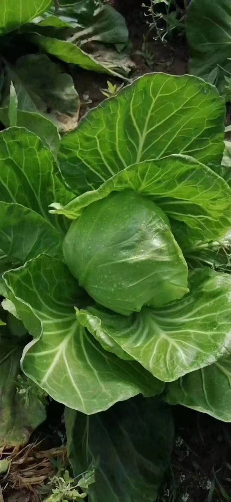 【推荐】湖北奥奇娜甘蓝一手货源供应市场商超电商量大价优