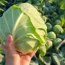 【推荐】湖北京丰扁包菜一手货源供应市场商超电商量大价优