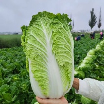 【推荐】湖北黄心白菜一手货源供应市场商超电商量大价优