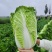 【推荐】湖北黄心白菜一手货源供应市场商超电商量大价优