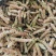 夏枯草白毛夏枯球新货大花现货大量含量高色好无硫