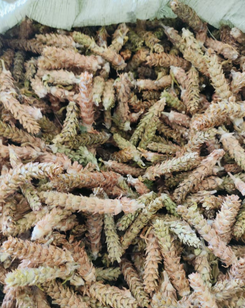 夏枯草白毛夏枯球新货大花现货大量含量高色好无硫