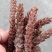 夏枯草白毛夏枯球新货大花现货大量含量高色好无硫