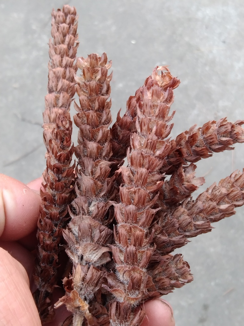 夏枯草白毛夏枯球新货大花现货大量含量高色好无硫