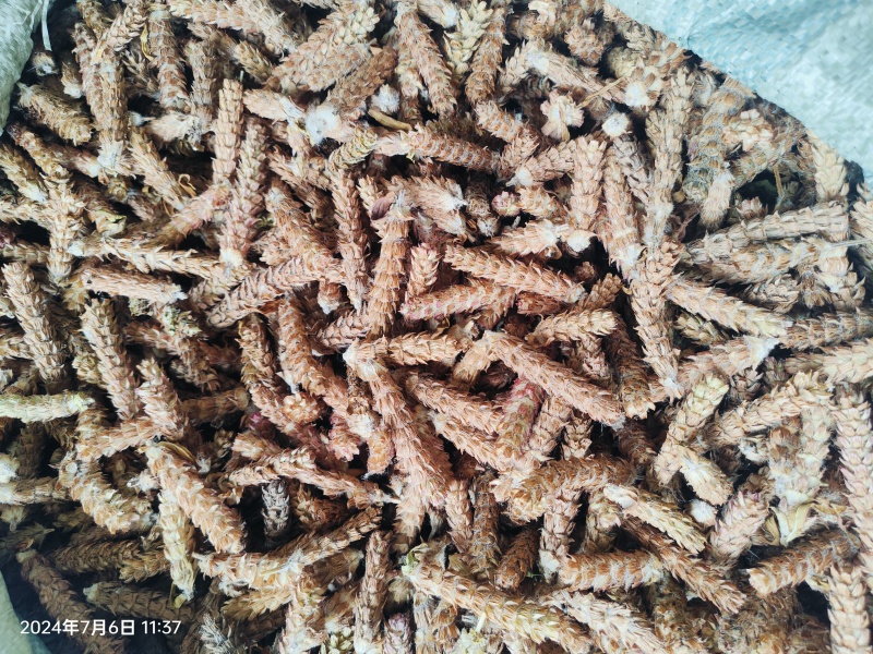 夏枯草白毛夏枯球新货大花现货大量含量高色好无硫