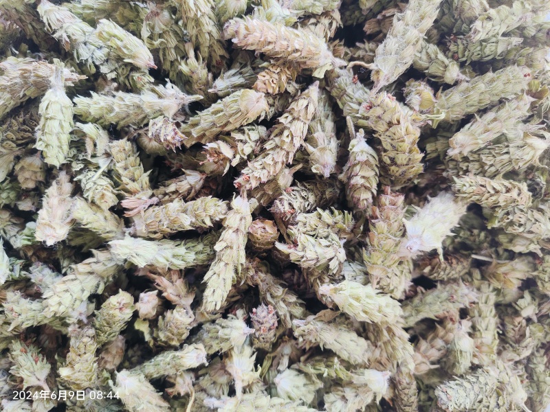 夏枯草白毛夏枯球新货大花现货大量含量高色好无硫