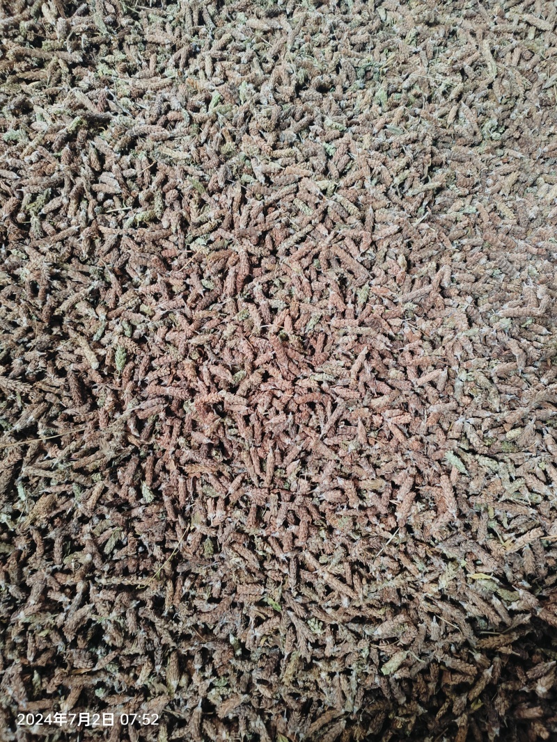 夏枯草白毛夏枯球新货大花现货大量含量高色好无硫