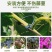 葡萄猕猴桃绑枝卡扣蓝莓葡萄树苗枝条固定塑料挂钩绑蔓绑枝卡