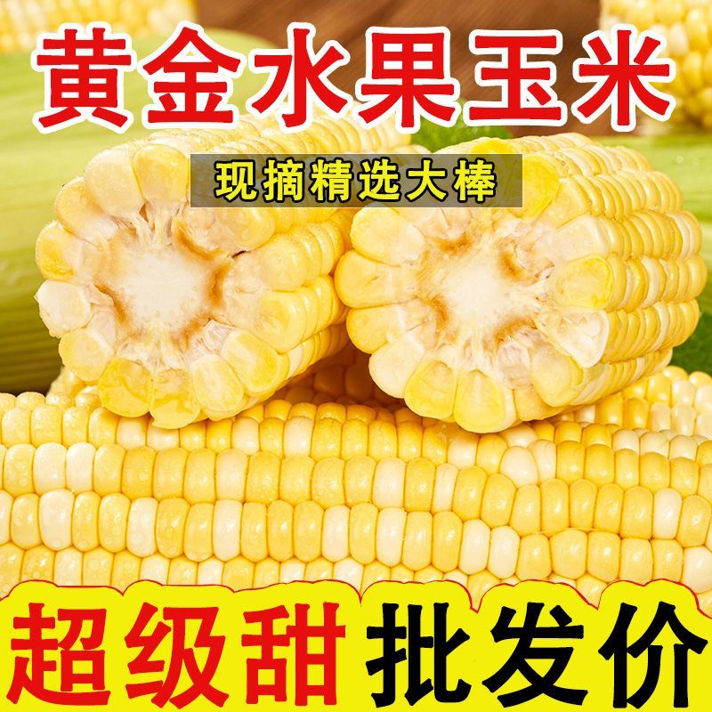 【玉米畅削弟1名】云南水果玉米新鲜现摘甜玉米棒生吃牛奶爆