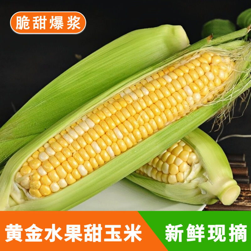 【玉米畅削弟1名】云南水果玉米新鲜现摘甜玉米棒生吃牛奶爆