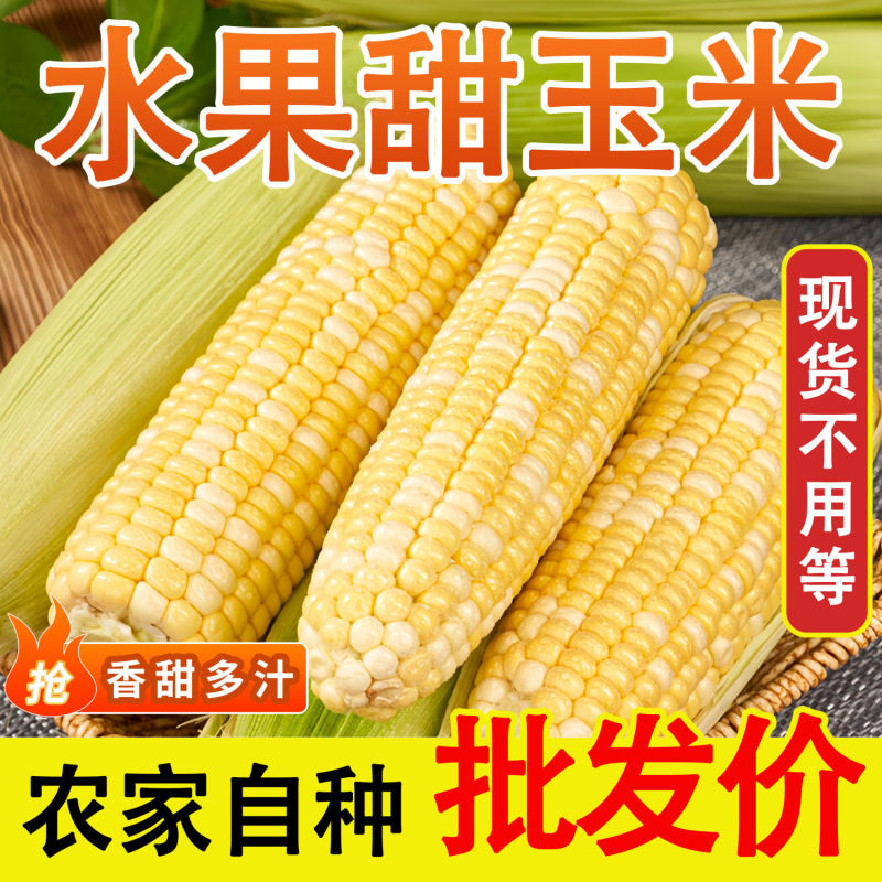 【玉米畅削弟1名】云南水果玉米新鲜现摘甜玉米棒生吃牛奶爆