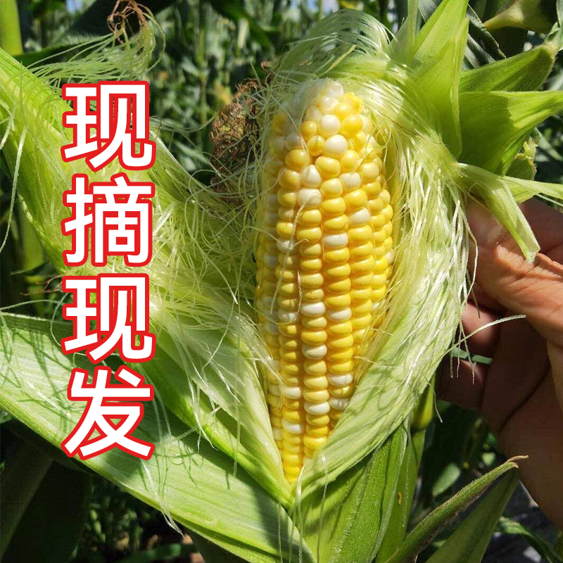 【玉米畅削弟1名】云南水果玉米新鲜现摘甜玉米棒生吃牛奶爆