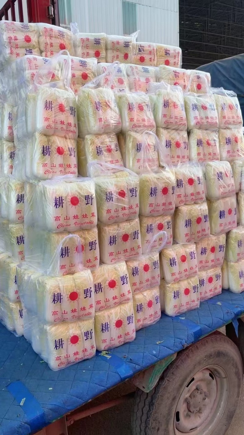 娃娃菜河北产区直发保质保量供货代发全国
