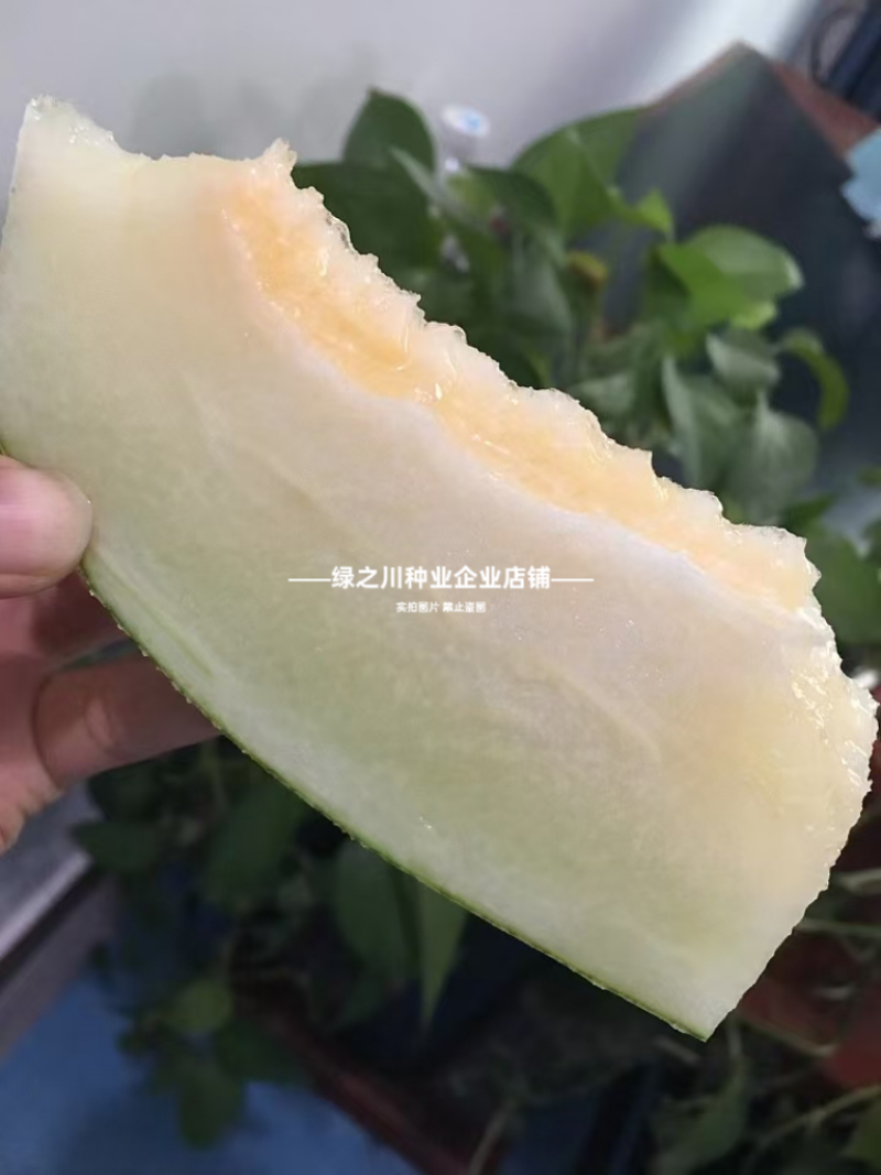 众天9号网纹甜瓜种子厚皮甜瓜种籽水果种子糖度高椭圆形甜瓜