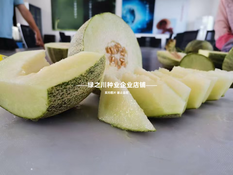 众天9号网纹甜瓜种子厚皮甜瓜种籽水果种子糖度高椭圆形甜瓜