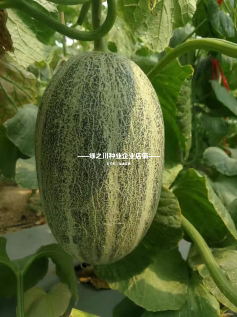 众天9号网纹甜瓜种子厚皮甜瓜种籽水果种子糖度高椭圆形甜瓜