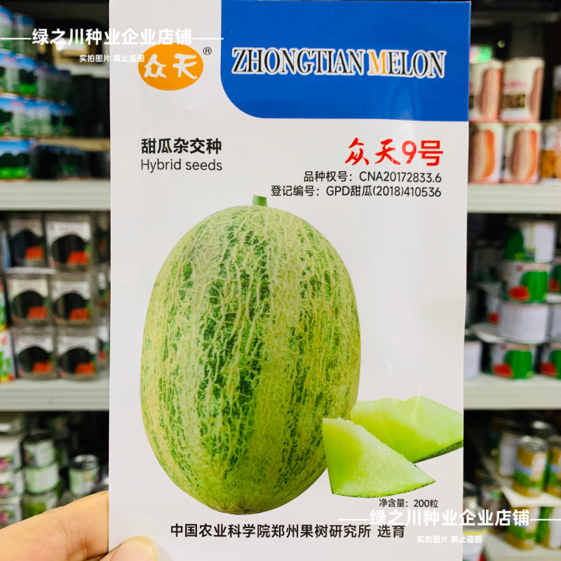 众天9号网纹甜瓜种子厚皮甜瓜种籽水果种子糖度高椭圆形甜瓜