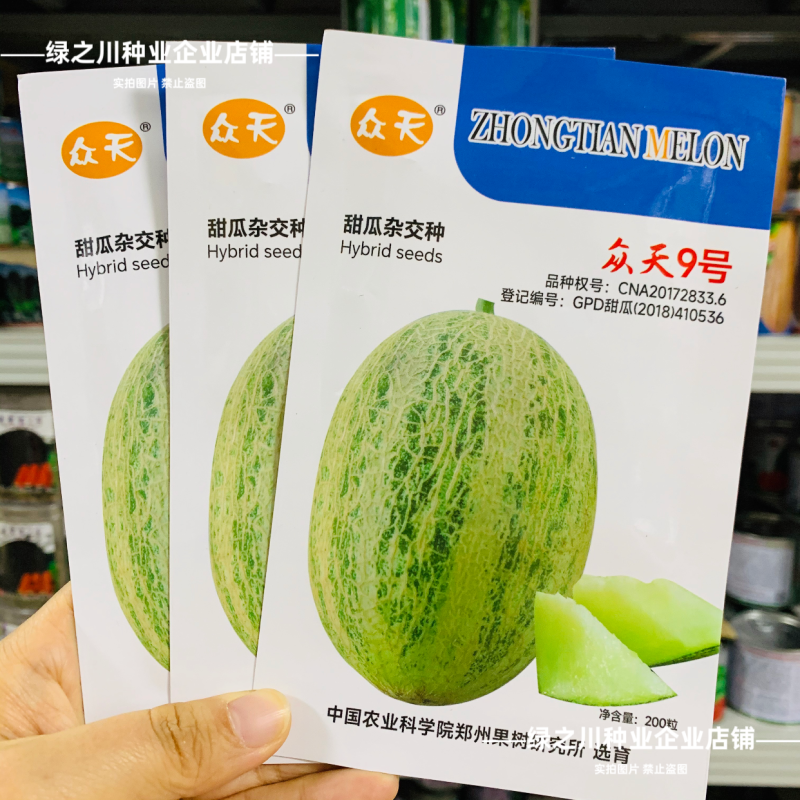 众天9号网纹甜瓜种子厚皮甜瓜种籽水果种子糖度高椭圆形甜瓜