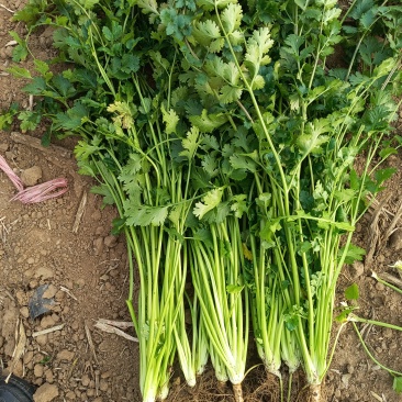 精品铁杆青中叶香菜