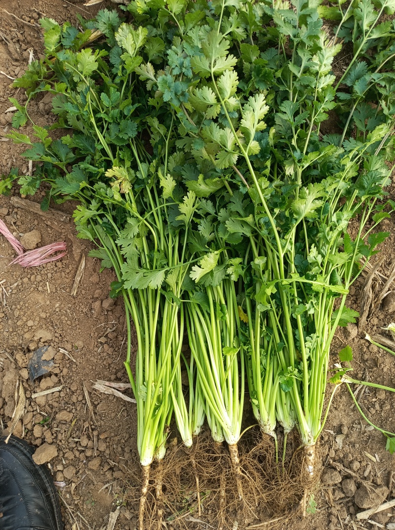 精品铁杆青中叶香菜