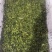 【泡菜】商用盐渍香椿，货源充足。各种规格都有。