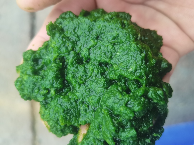 商用韭菜花酱，量大，可长年供现做现发，山东发货，颜色好看