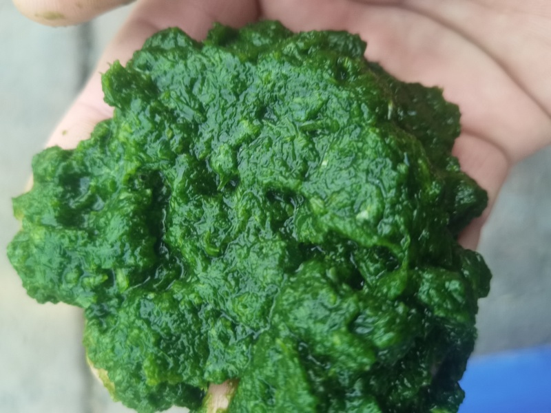 商用韭菜花酱，量大，可长年供现做现发，山东发货，颜色好看