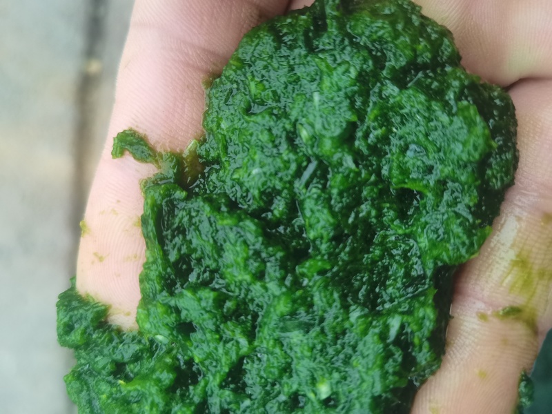商用韭菜花酱，量大，可长年供现做现发，山东发货，颜色好看