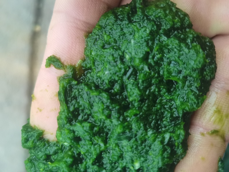 商用韭菜花酱现做现发，大量有货，无任何添加剂。