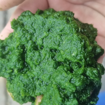 大量出售韭花酱，欢迎有单客户