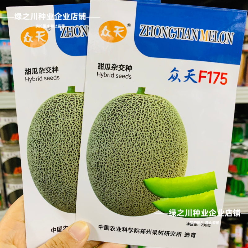 众天F175甜瓜种子椭圆形高糖绿肉抗病耐运