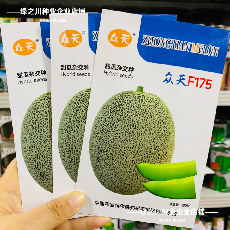 众天F175甜瓜种子椭圆形高糖绿肉抗病耐运