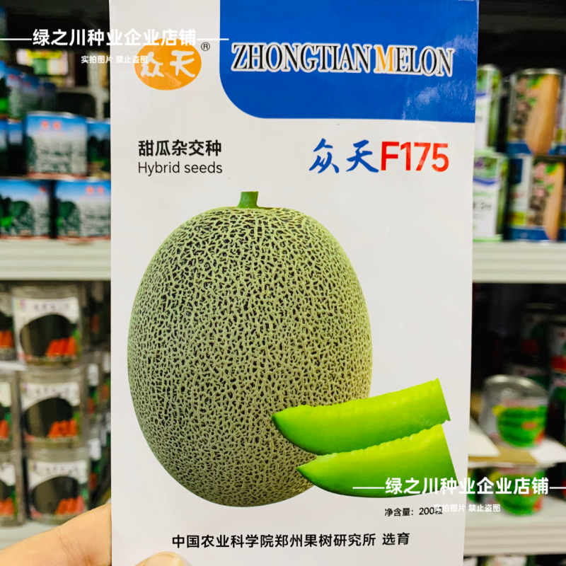 众天F175甜瓜种子椭圆形高糖绿肉抗病耐运