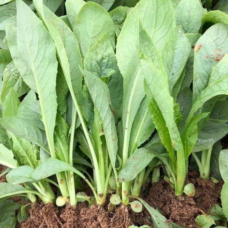 正宗高州甜麦菜种秧苗，苦麦菜苗，高度25-30公分
