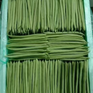 小金豆偏豆白不老油豆大量上市全国带收带发保质保量诚信为本