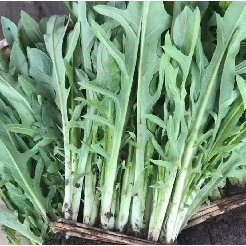 正宗博白甜麦菜种苗苦麦菜苗白梗高度25-30公分