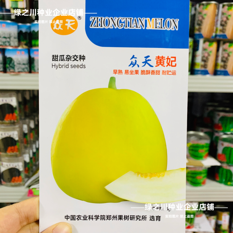 众天黄妃黄皮甜瓜种子清香脆甜早熟皮薄香瓜种子高糖薄皮甜瓜