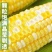【甜脆好吃】云南水果玉米新鲜现摘甜玉米棒糯嫩生吃牛奶爆浆