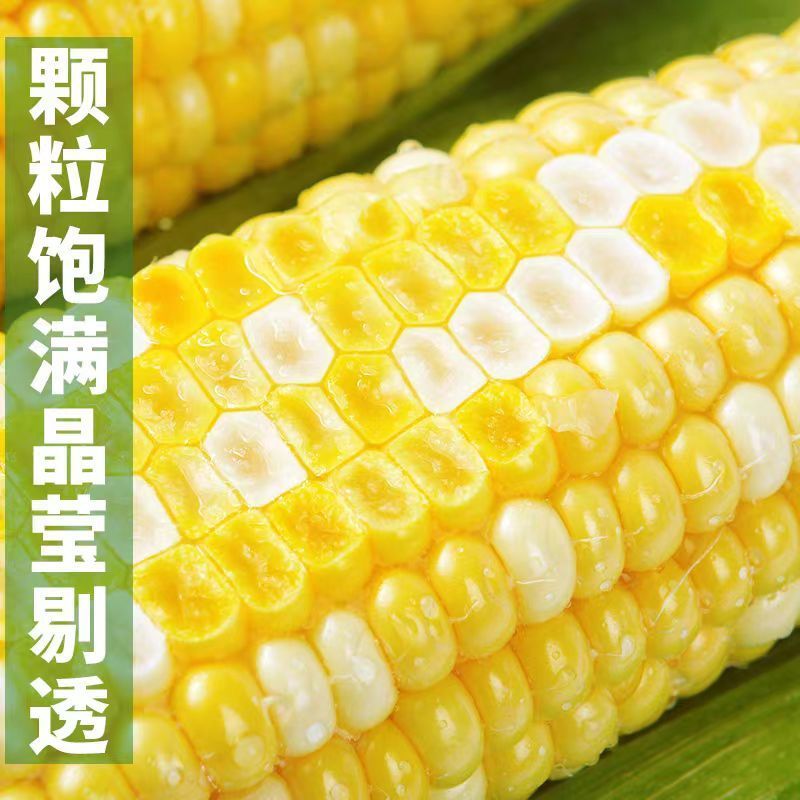 【甜脆好吃】云南水果玉米新鲜现摘甜玉米棒糯嫩生吃牛奶爆浆