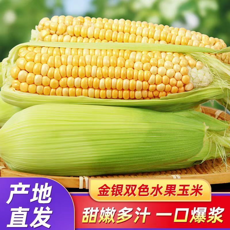 【甜脆好吃】云南水果玉米新鲜现摘甜玉米棒糯嫩生吃牛奶爆浆