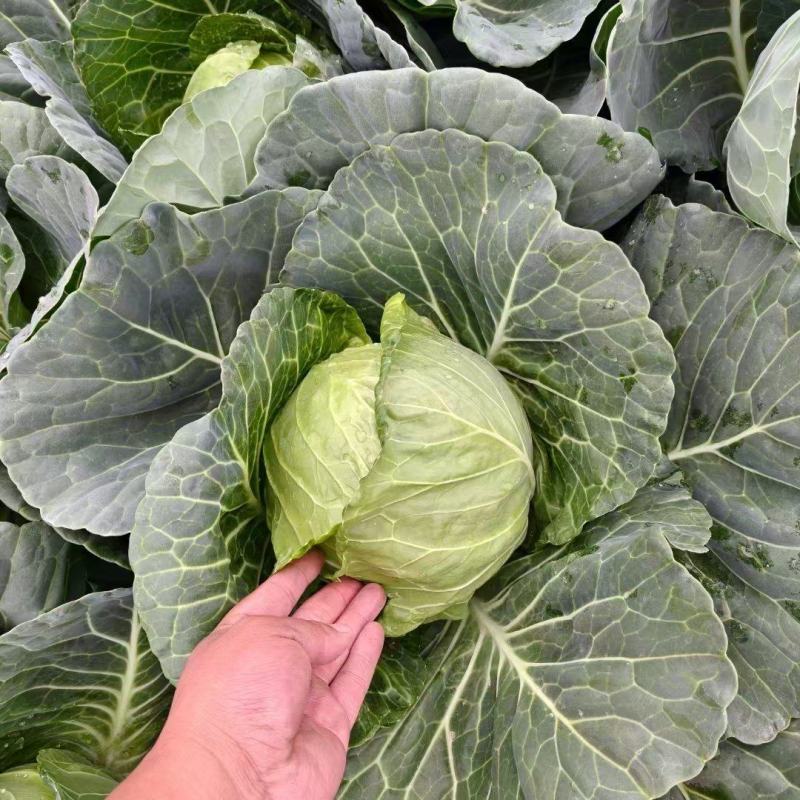 旺旺甘蓝楚禾5甘蓝万亩基地一手货源颜色绿质量好诚信第一