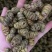 精品铁皮石斛枫斗大颗粒