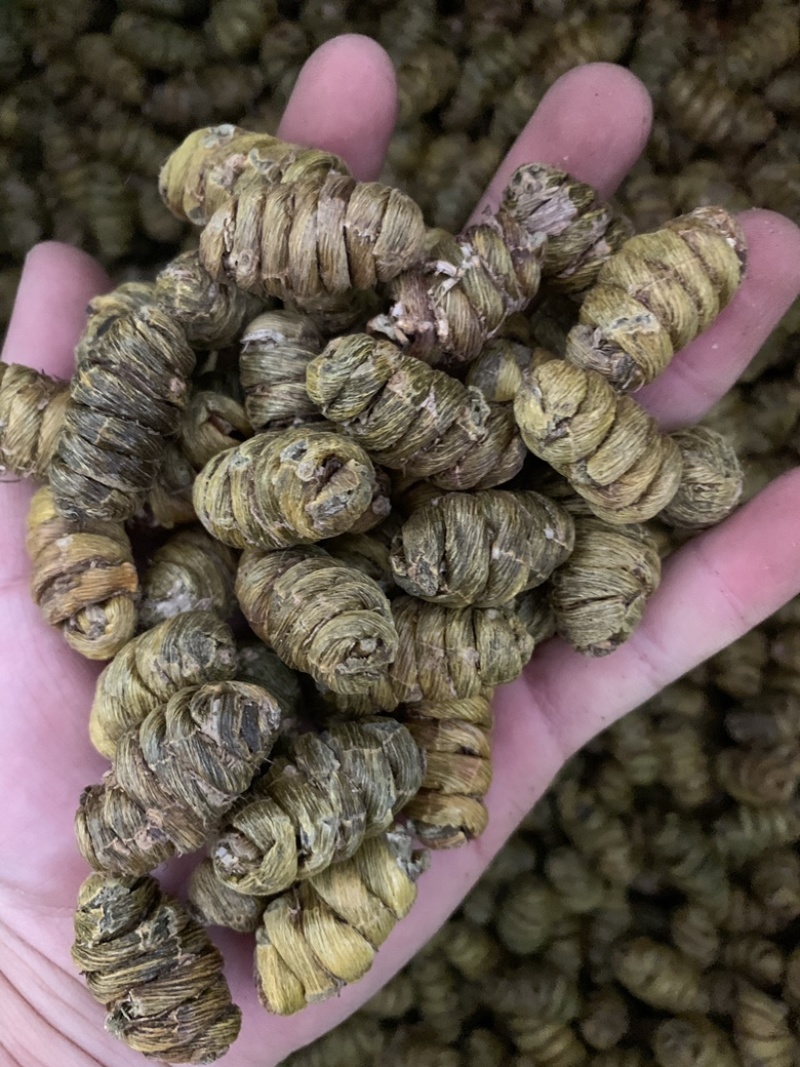 精品铁皮石斛枫斗大颗粒