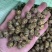 精品铁皮石斛枫斗大颗粒