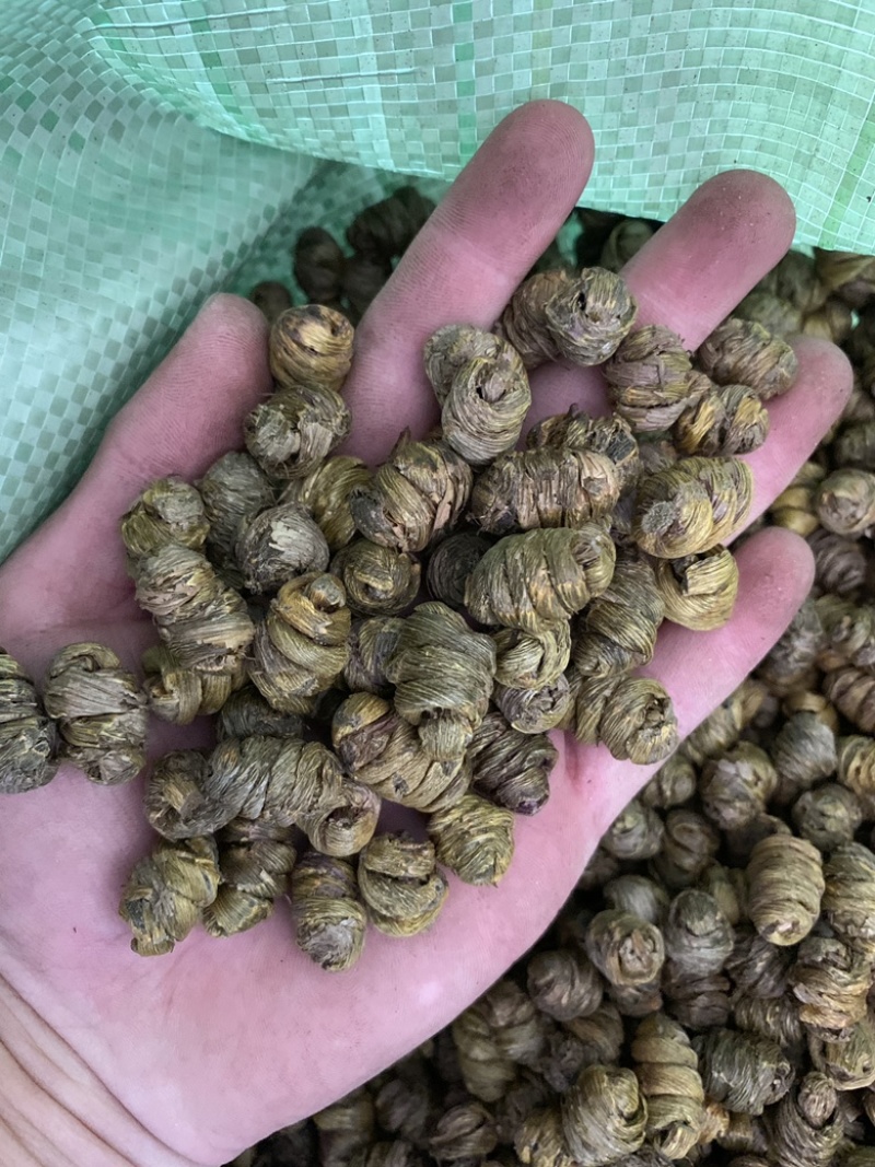 精品铁皮石斛枫斗大颗粒